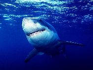十大最危险的海洋动物：大白鲨