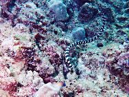 十大最危险的海洋动物：海蛇