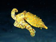 十大最危险的海洋动物：蓝环章鱼