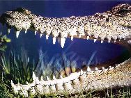 十大最危险的海洋动物：咸水鳄